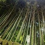 Phyllostachys bambusoides Leaf