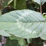 Amaranthus viridis 葉