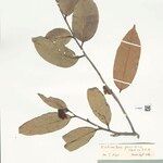 Eschweilera parvifolia List