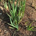 Typha × glauca Хабит