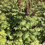 Sorbaria sorbifolia Libunga