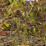 Pinguicula caerulea Habit