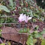 Cyclamen hederifolium Kwiat