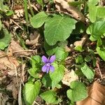 Viola × melissifolia Flower