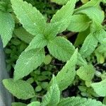 Mentha arvensis 葉
