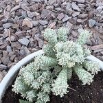 Euphorbia mammillaris Flower