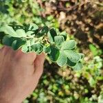 Coronilla valentinaLehti