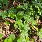 Potentilla canadensis Hoja