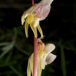 Epipogium aphyllum Flower