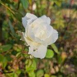 Rosa sempervirens Flower