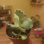 Kalanchoe rhombopilosa Fulla