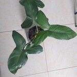 Philodendron panduriforme Blad