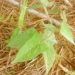 Ipomoea blepharophylla Leaf