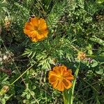 Cosmos sulphureus Habit