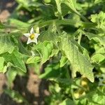 Solanum physalifolium Kwiat