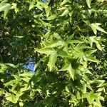 Liquidambar formosana List