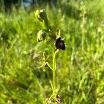 Ophrys sphegodes Žiedas