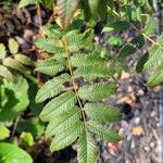 Sorbaria sorbifoliaFolha