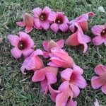 Brachychiton discolor Kwiat