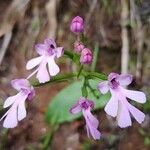 Cynorkis purpurascens Kvet