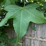 Liquidambar formosana برگ