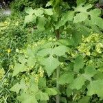 Lactuca biennis Leaf