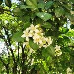 Murraya paniculata (L.) JackFlower