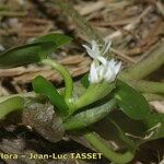 Heteranthera reniformis Mosusu