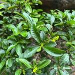 Cordia americana Leaf