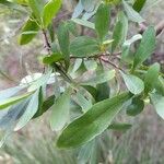 Bursaria spinosa Leaf