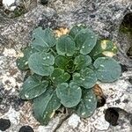 Barbarea rupicola Hoja