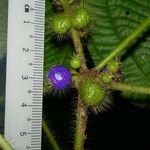 Miconia crenulata Fruit