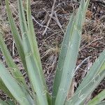 Yucca baccata Hábito