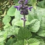 Salvia farinaceaΛουλούδι