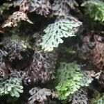 Hymenophyllum barbatum Liść