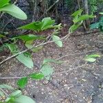 Erythroxylum suberosum Folla