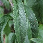 Veronica longifolia 葉