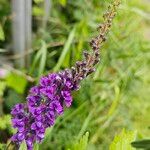 Linaria purpurea Květ