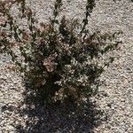 Frankenia corymbosa Flor