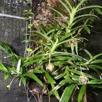 Dichaea panamensis Otro