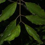 Cornus foemina Leaf