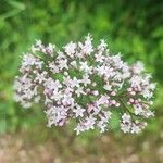 Valeriana dioicaFlower