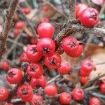 Cotoneaster horizontalisПлод