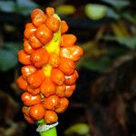 Arum cylindraceum Φρούτο