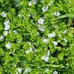 Veronica filiformis Flower