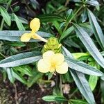 Barleria lupulina Λουλούδι