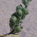 Linaria polygalifolia Fruit