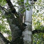 Betula cordifolia Bark
