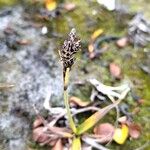 Carex bigelowii Flower