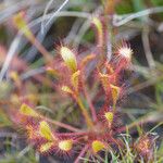 Drosera anglica Alkat (teljes növény)